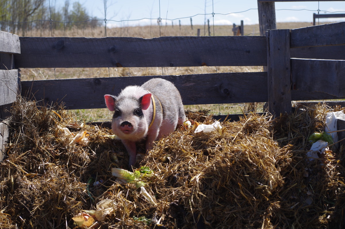 Our pig, Ramses, turning the compost