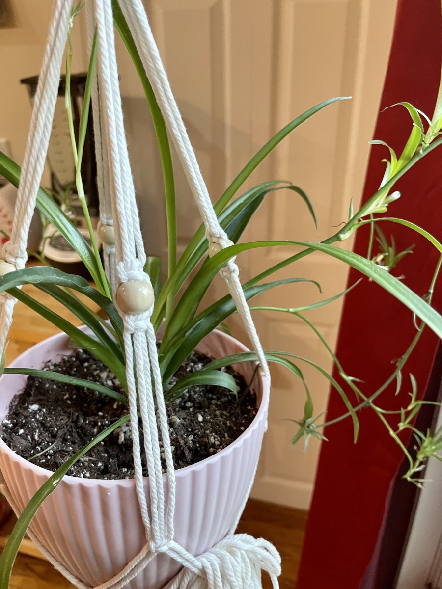 Green Spider Plant Chlorophytum comosum 