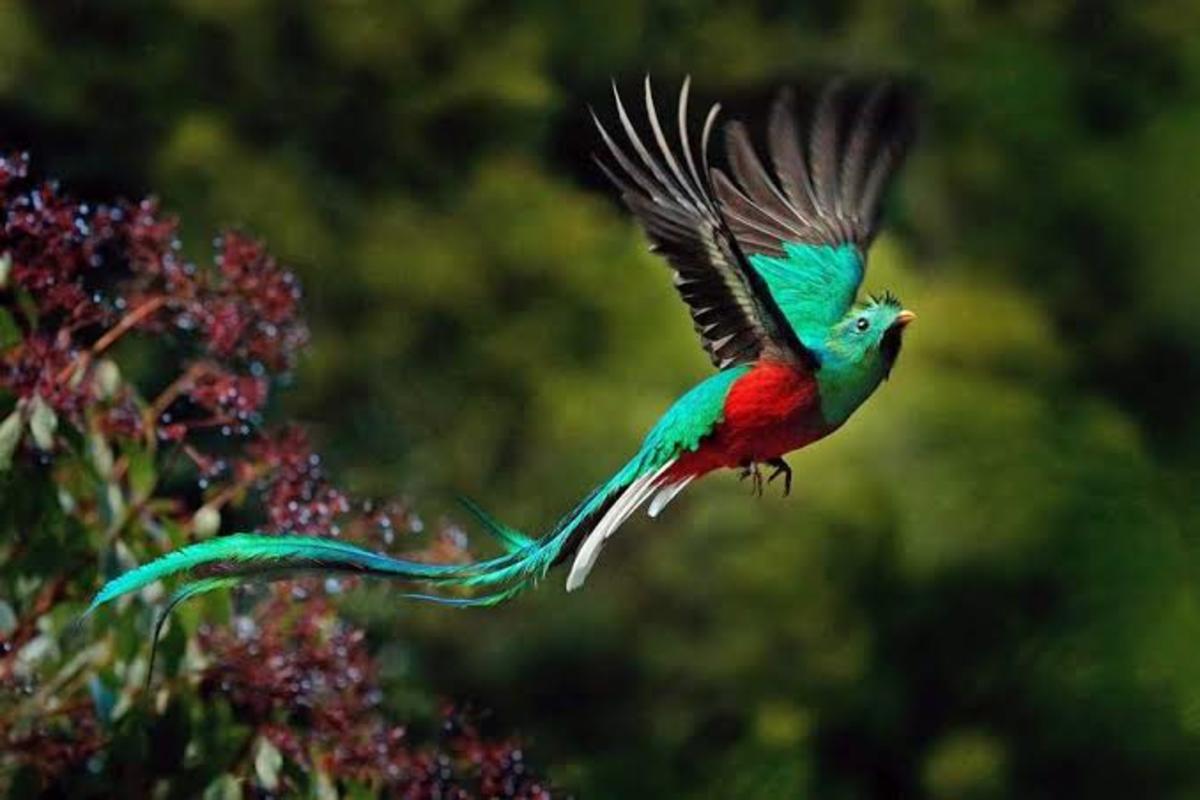 10 Most Beautiful Birds on Planet Earth - Owlcation