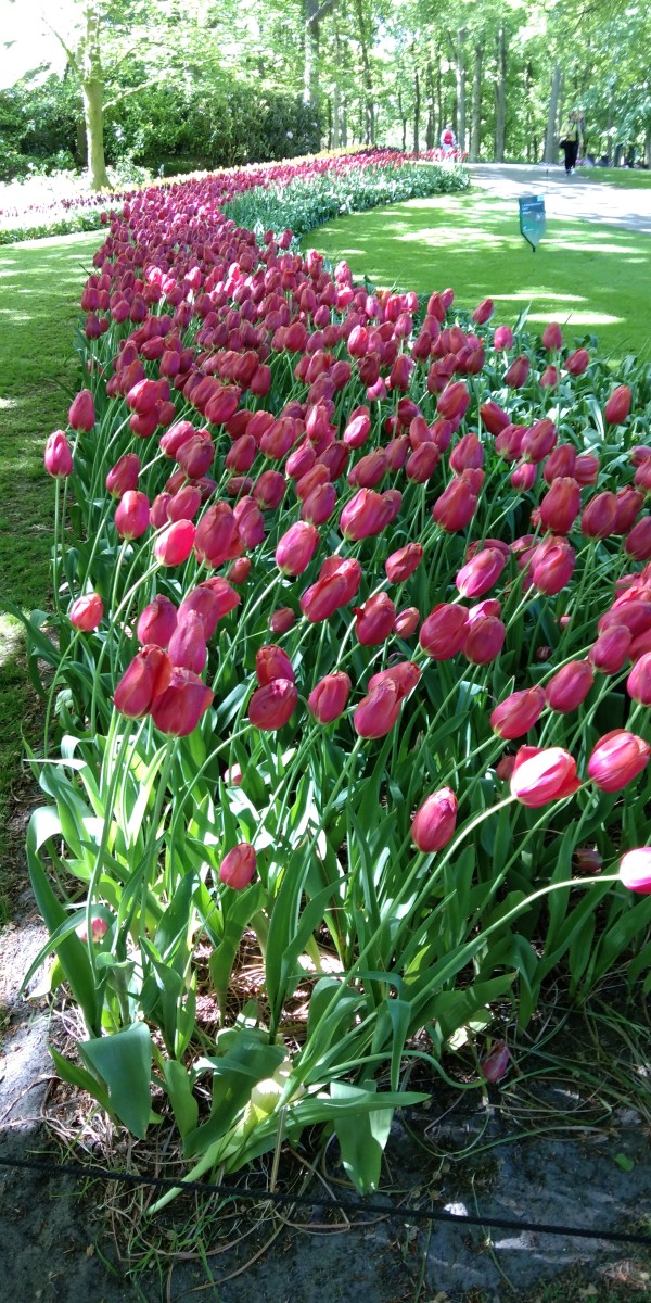 A Mesmerizing trip to Keukenhof Tulip Garden