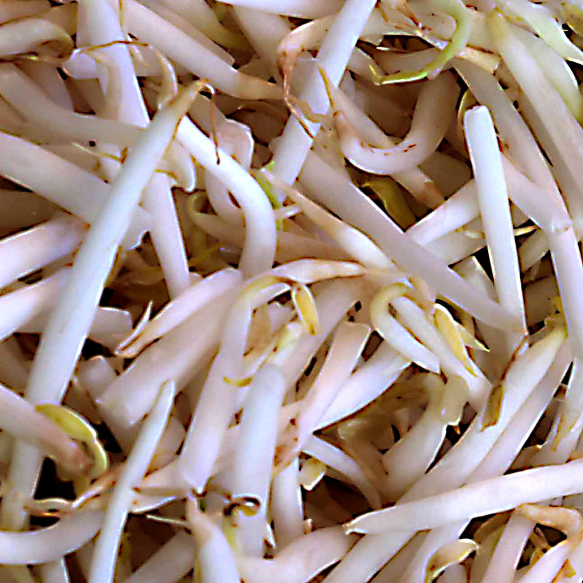 Bean sprouts - one of the staples of southeast Asian recipes