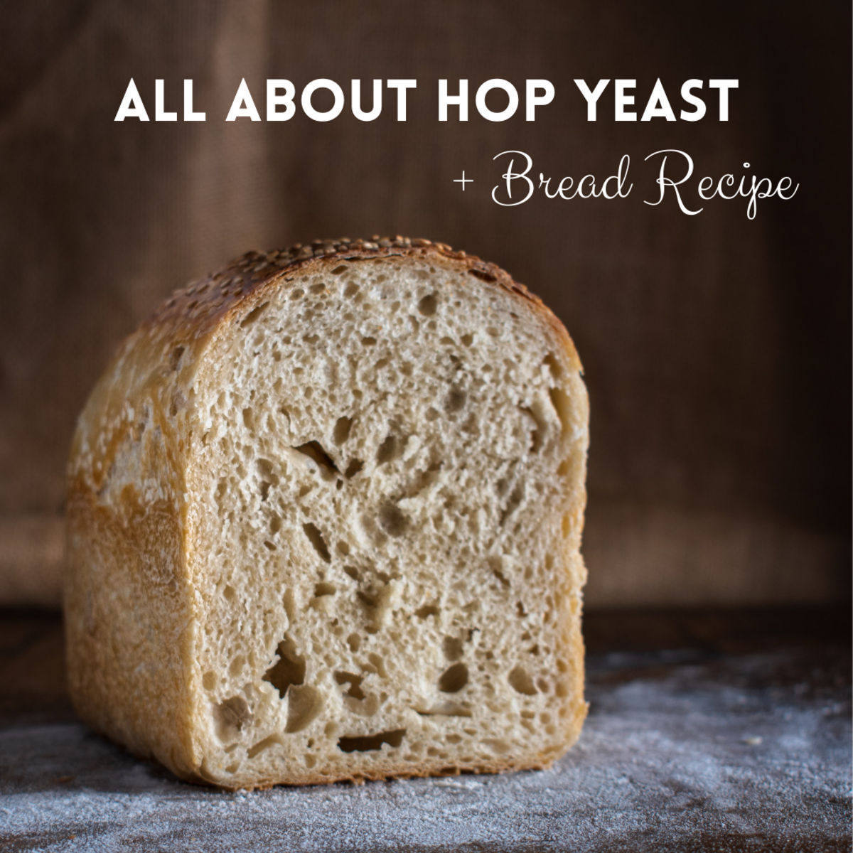 How to Make Soft Hop Yeast (Plus Hop Yeast Bread Recipe)