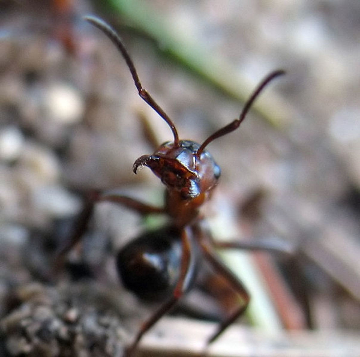 Ant: Mandibles close up