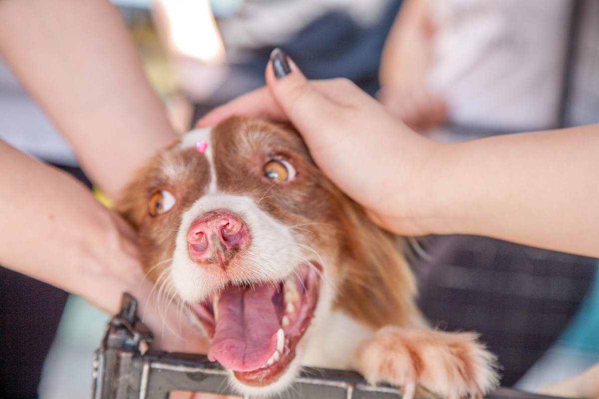 Working with animals has been shown to be particularly effective at combating stress, anxiety, and depression.