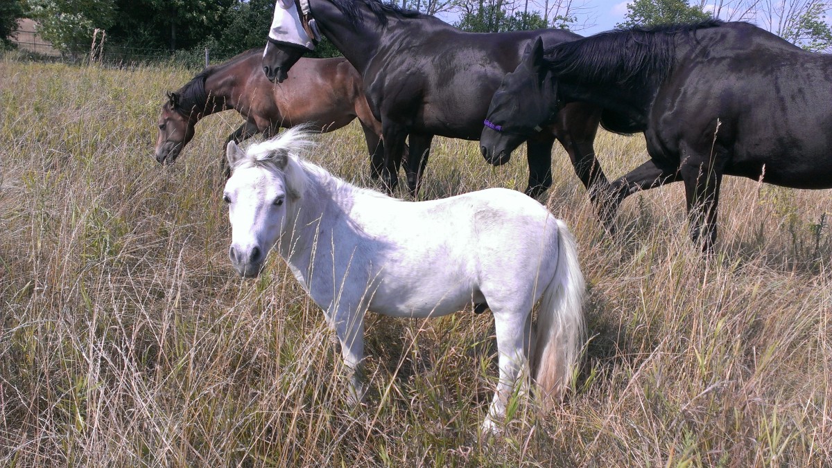 Snowy grazing with his Harmonious Horse and Pony friends.