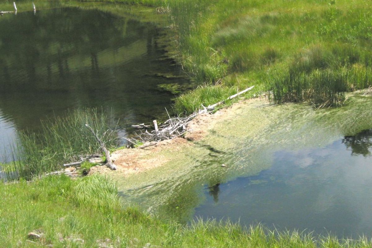 A beaver dam in Yellowstone Park, 2005--beaver colonies rose from 1 to 12 during the 15 years from the reintroduction of wolves.  Image courtesy Richard Wang & Wikimedia Commons.