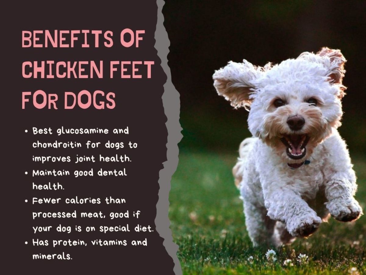 are smoked chicken feet safe for dogs