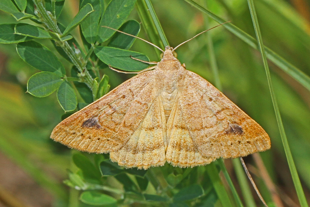 Corn earworm moths lay their eggs on corn crops. 