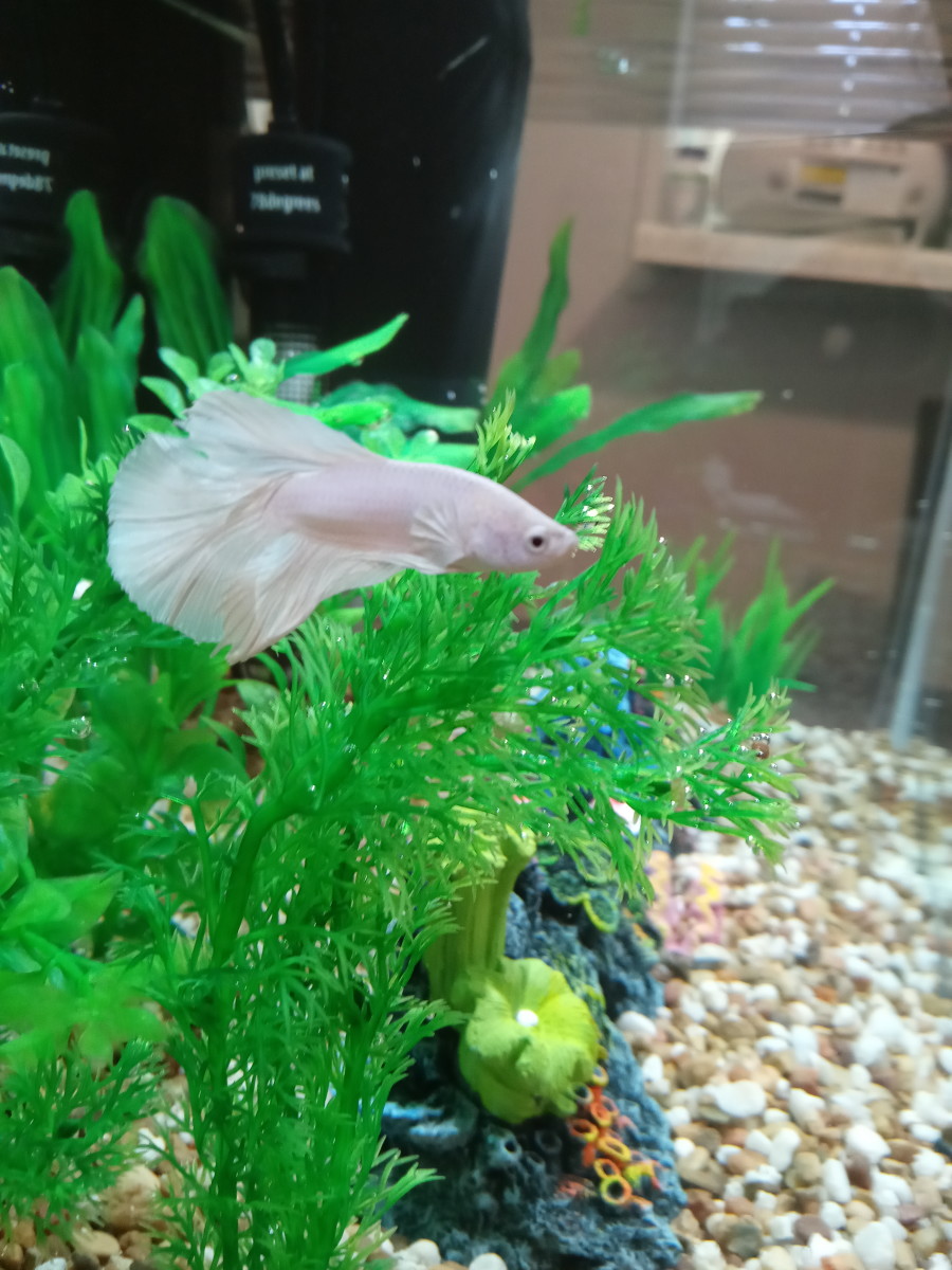 Meet my Betta fish
