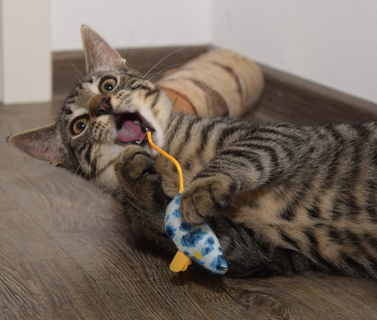 Cats practice their hunting skills by playing.
