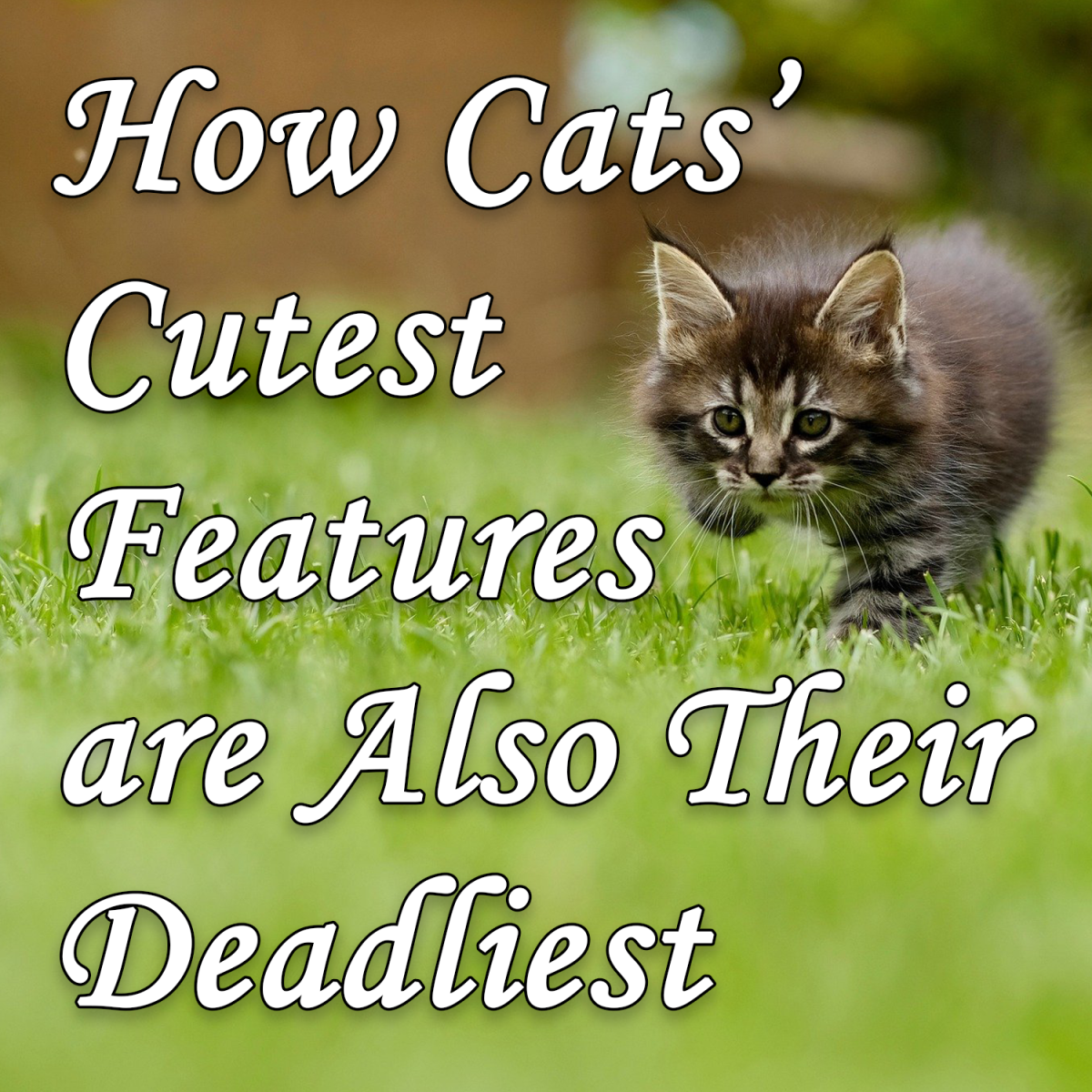 How cats’ cutest features are also their deadliest.