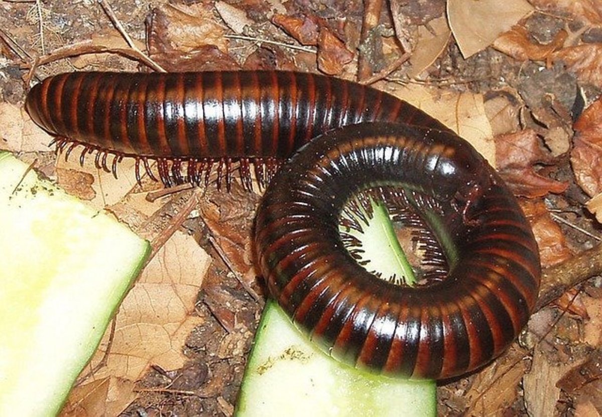 giant-african-millipedes-as-pets