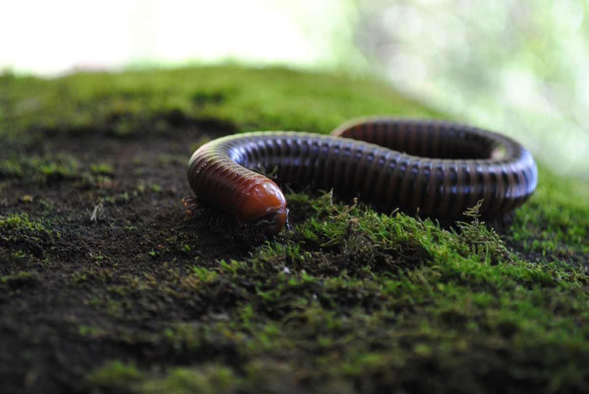 If you don’t want babies you should only keep millipedes of the same sex.
