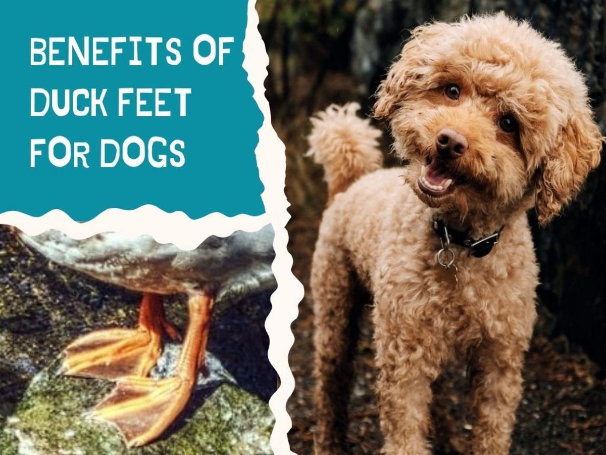 Check out the benefits of duck feet for dogs.