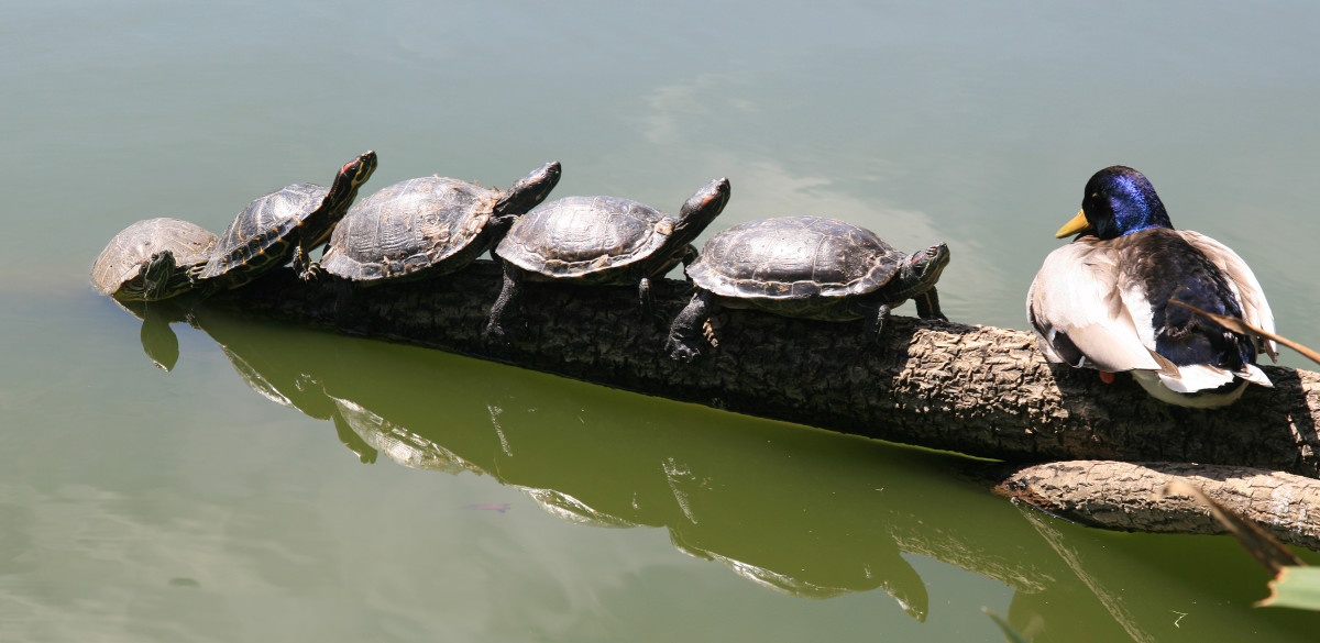 Feeding Aquatic Turtles