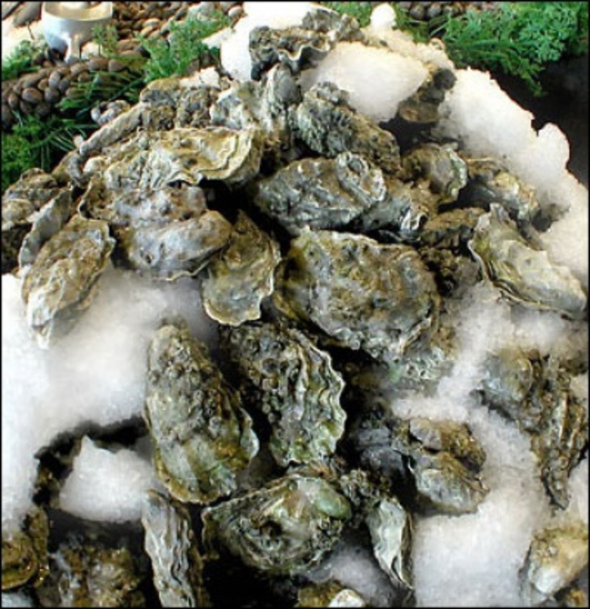 Feasting on Fresh Oysters-My Oyster Rockefeller Recipe