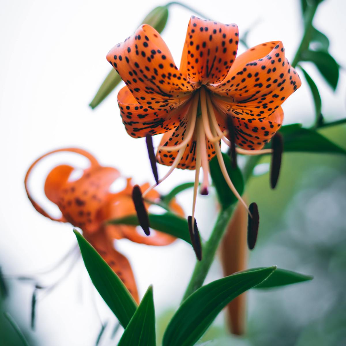 How to Propagate Tiger Lilies From Bulbils