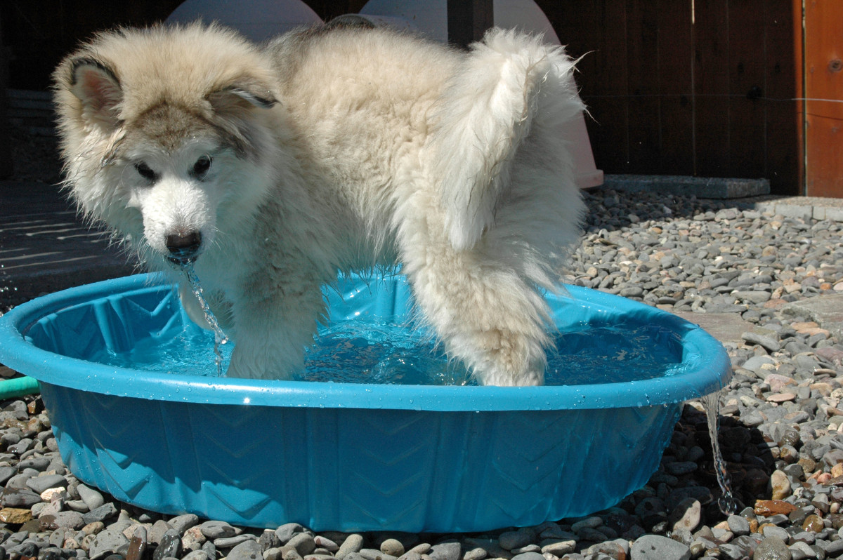 Griffin as a puppy learning about water