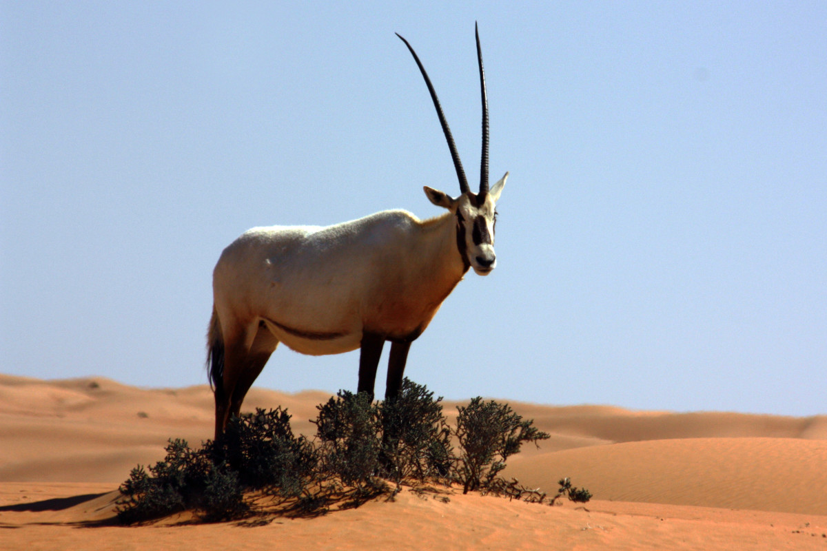 Arabian Oryx Antelope