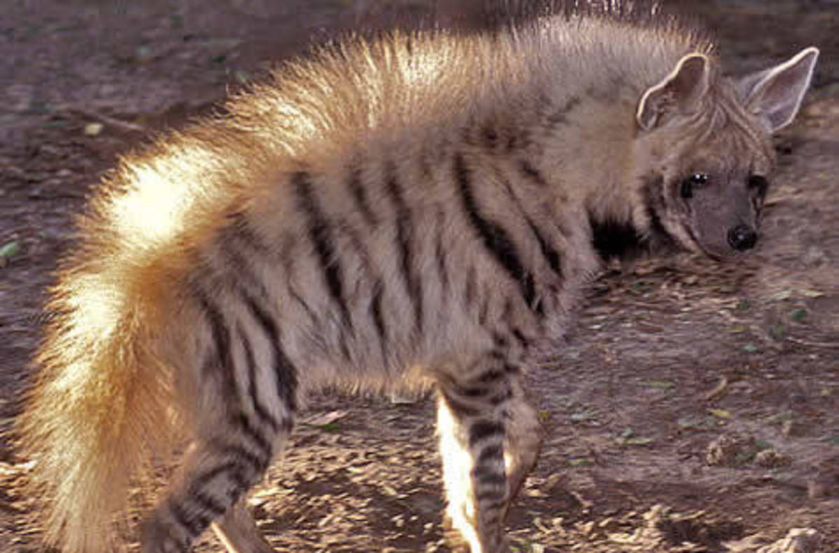 Arabian striped Hyena
