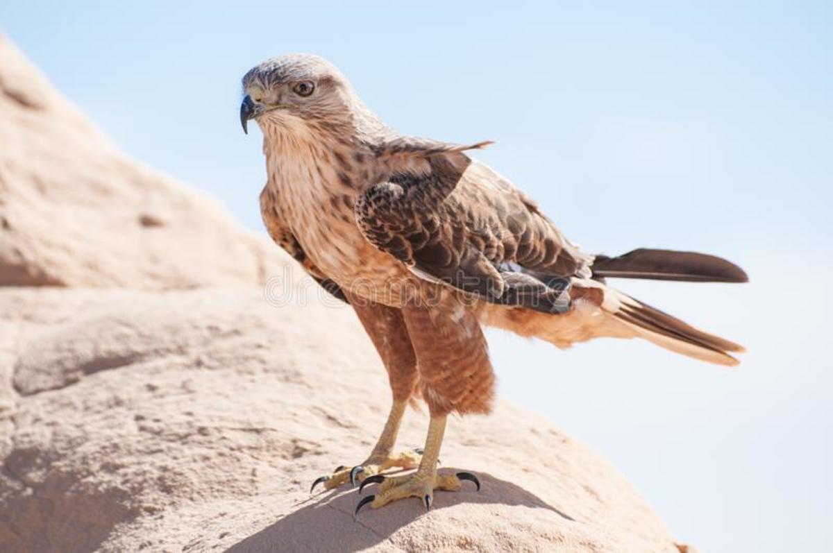 Desert eagle