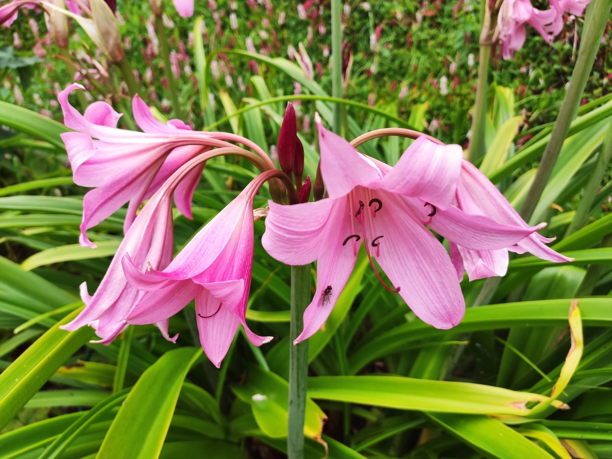 Crinum x powellii, also commonly known as Powell's swamp lily, flower from late summer through autumn.
