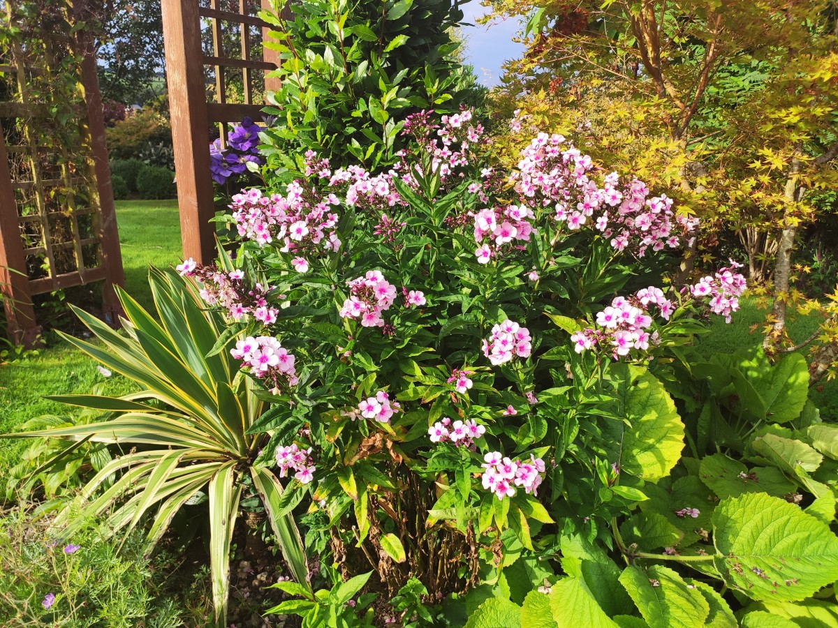 In addition to being gorgeous, most phlox cultivars are great at attracting pollinators to the garden. 