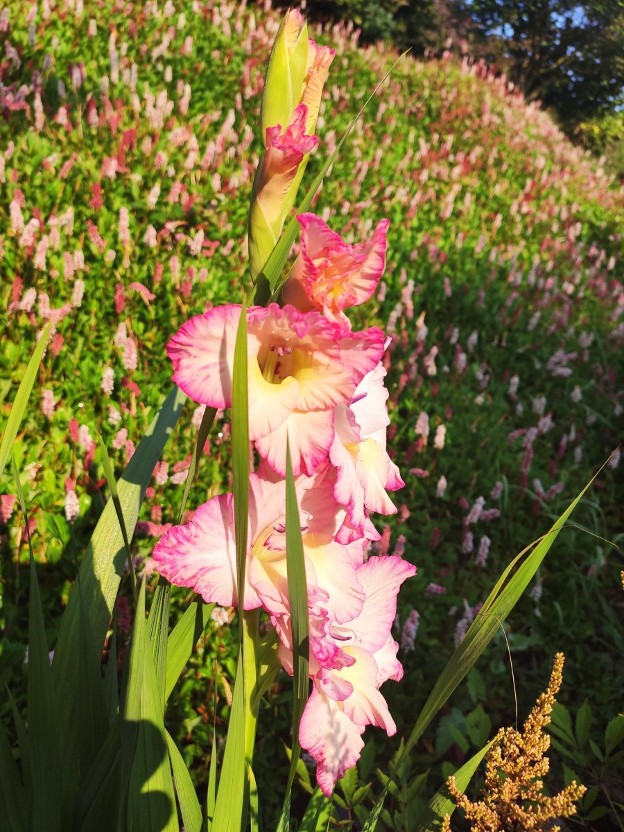 Gladiolus Grandiflorus Group flowers all through the summer and into the fall. 