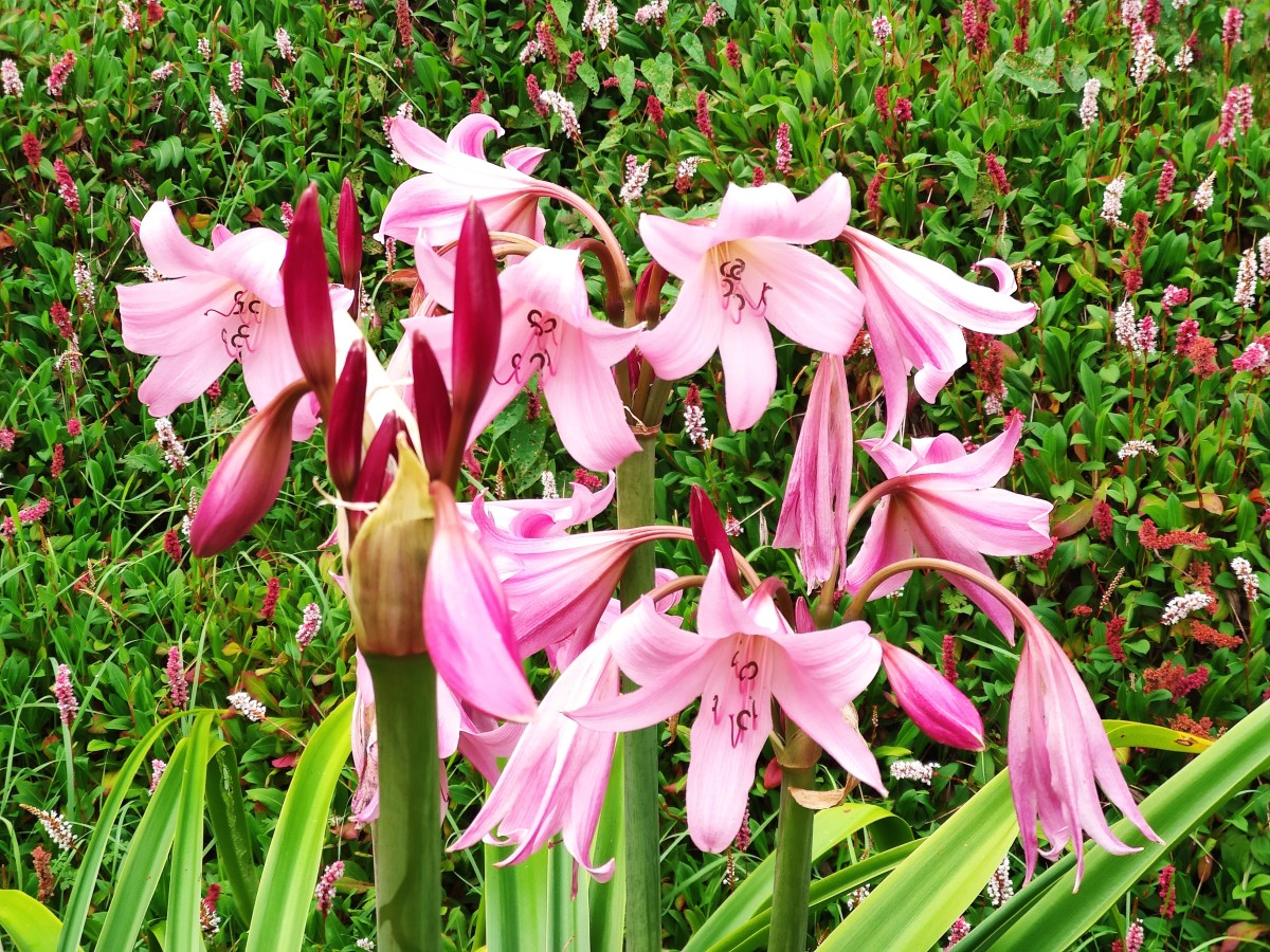 When most other flowers have already faded, late-summer bloomers like this swamp lily will add a brilliant pop of pink to your garden. 