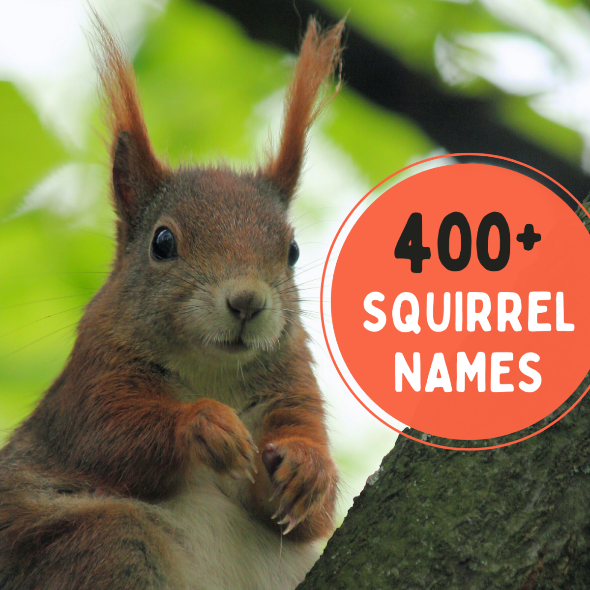 Do you have a pet squirrel, or have you just made friends with a squirrel in your backyard? Give it the perfect name!