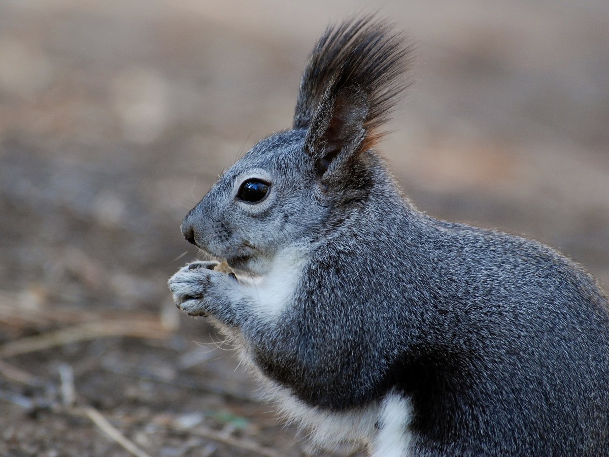 The following names are a bit more on the feminine side. This squirrel's name could be Fluffina.