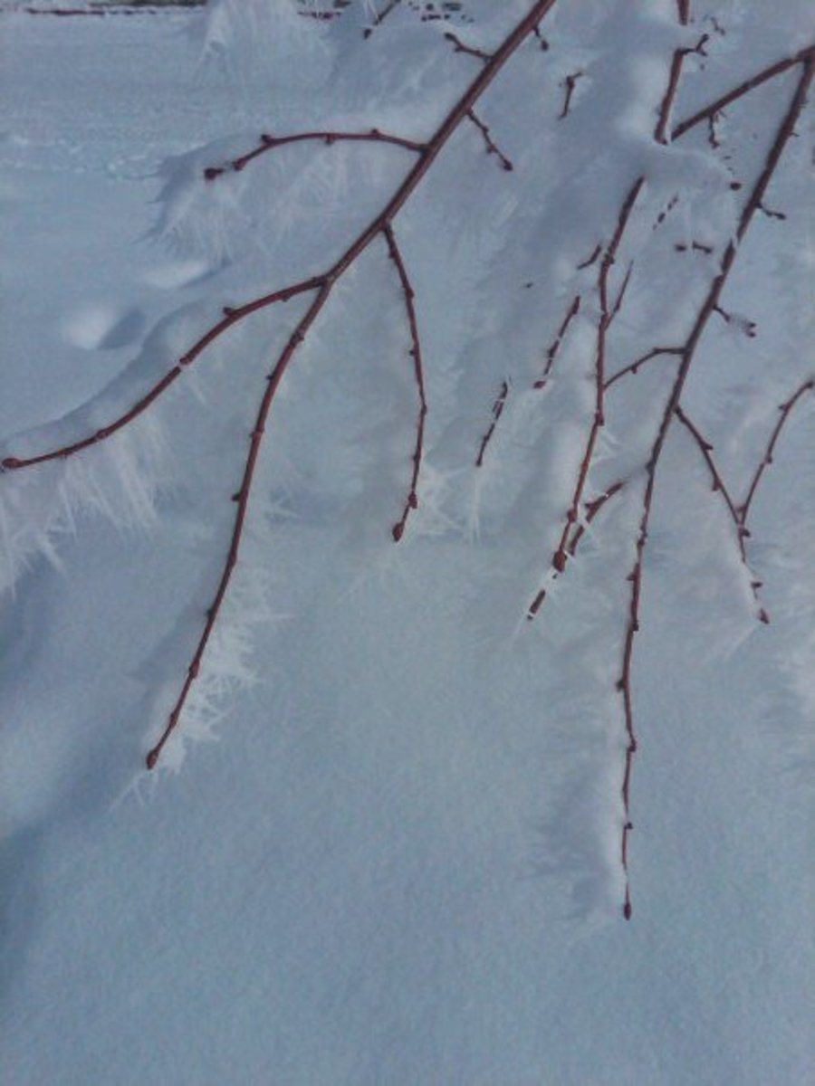 Frozen fog on tree branches (captured with my cell phone)