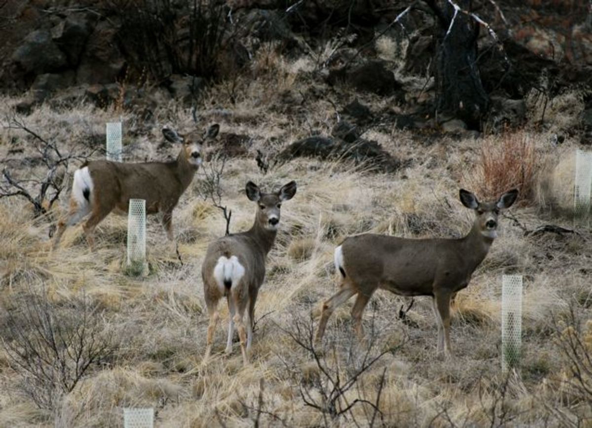 Mule deer in January