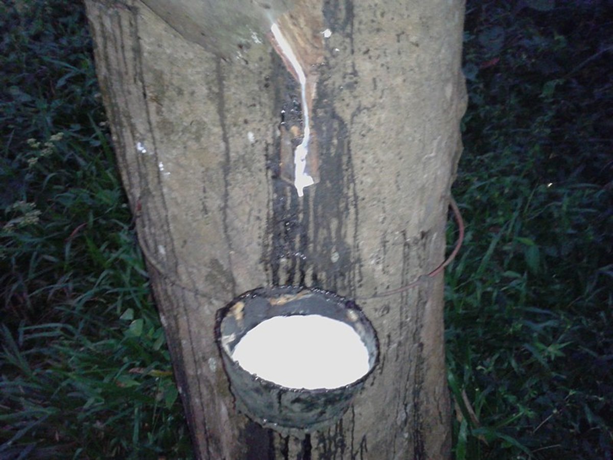 Natural latex from a rubber tree