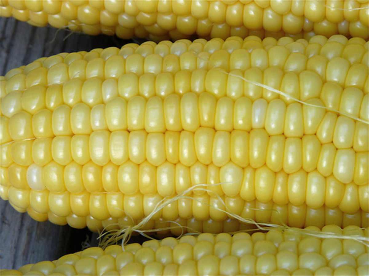 Prolific Cereal Grains: Corn Maize and Wheat - HubPages