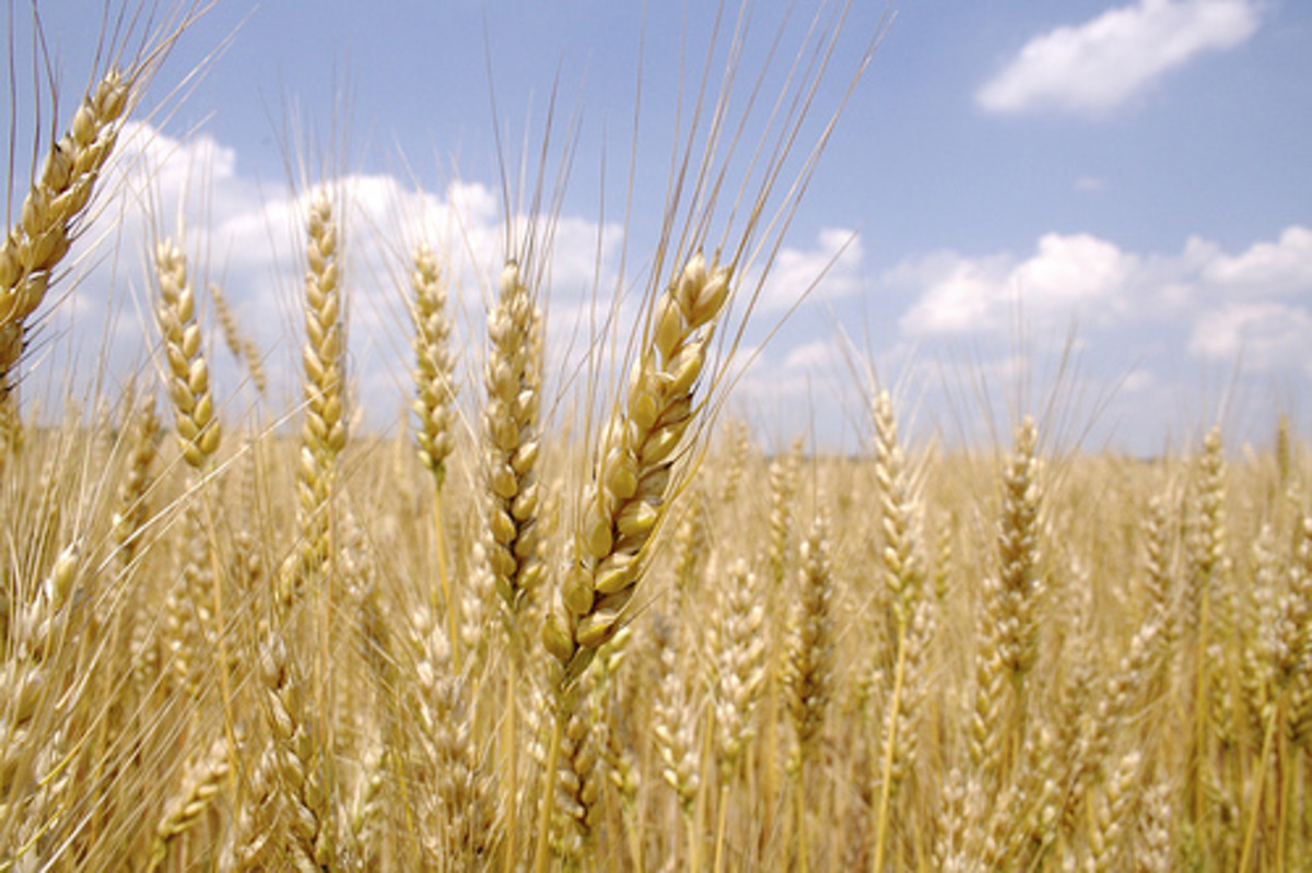 Prolific Cereal Grains: Corn Maize and Wheat - HubPages