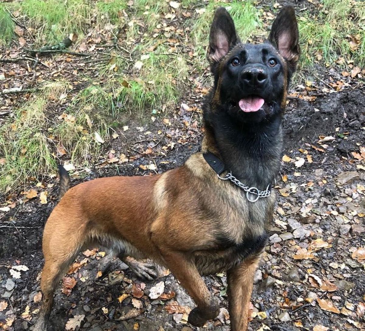 The Belgian Malinois, a Pet Worth Investing In?