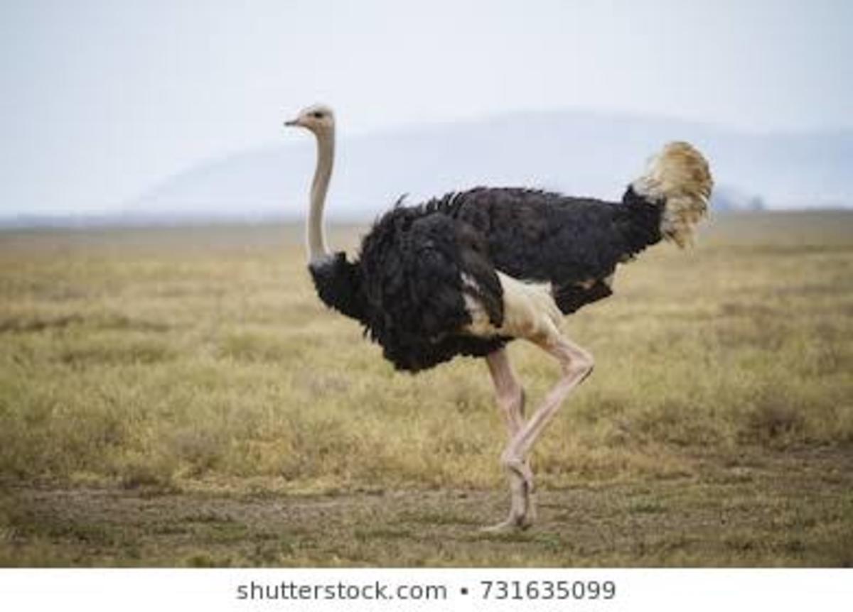 11 Hilarious Facts About Ostriches.