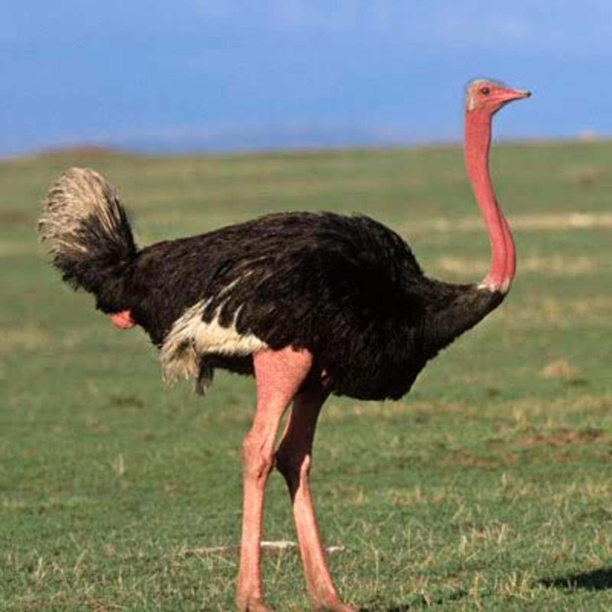 Photo of a male ostrich that is ready to mate. 