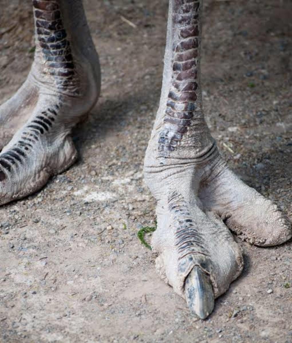 Photo of an ostrich feet. 