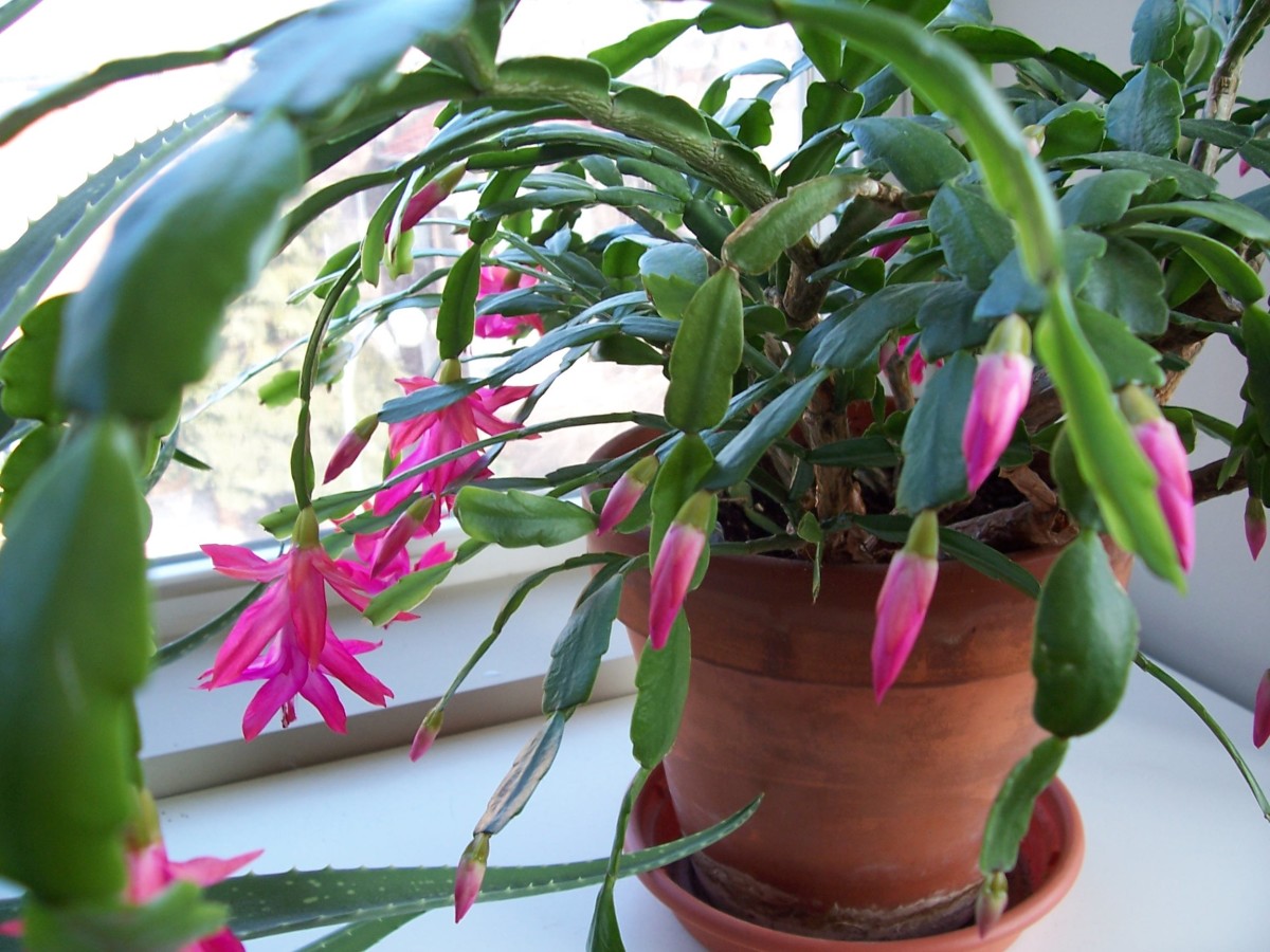 When repotting a Christmas or Thanksgiving cactus, select the next size pot up, but no bigger. 