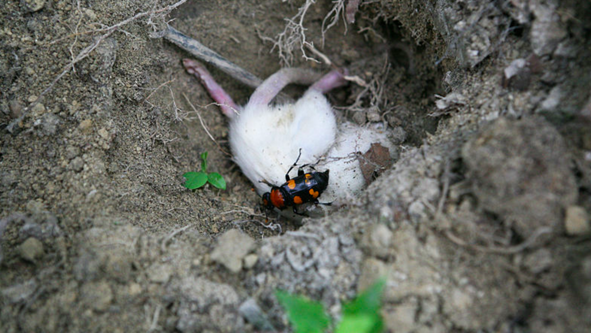 American burying beetle on carrion.
