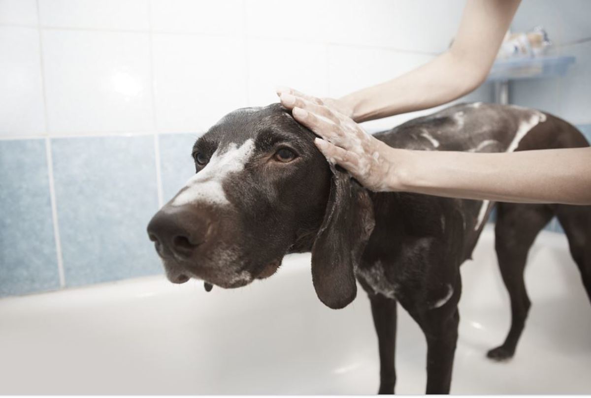 A bath with the right shampoo (like oatmeal) can relieve eccessive itching and scratching in dogs. 