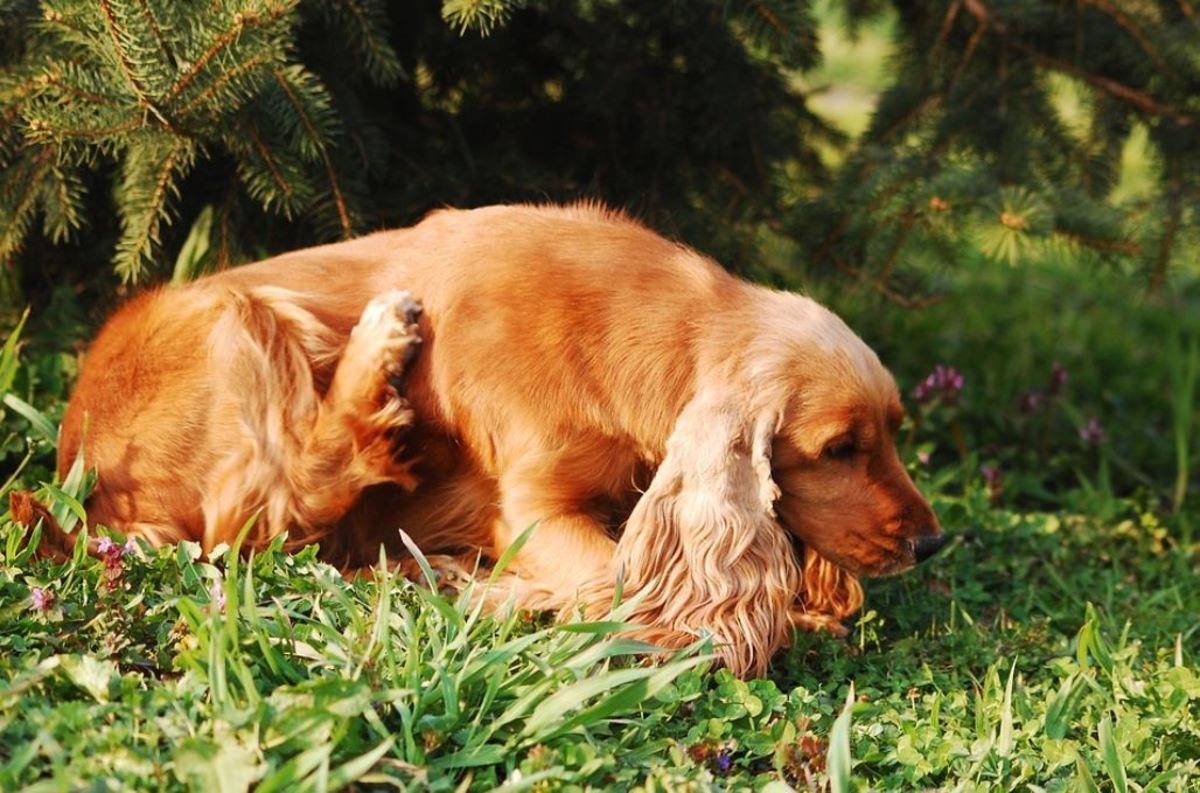 If your dog is consistently scratching and biting itself, it can cause alarm. 