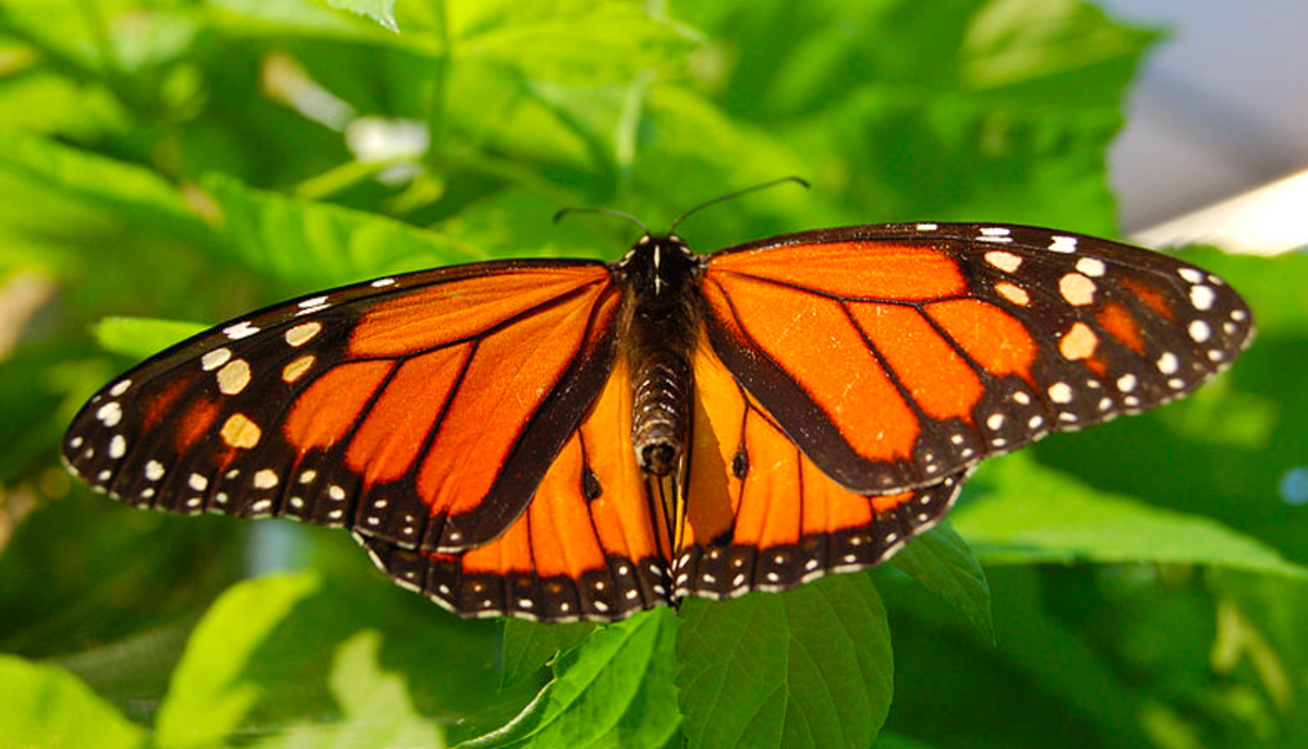 Texas' State Insect, the monarch butterfly