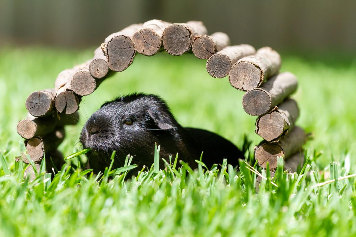 how-to-make-your-guinea-pig-comfortable-in-its-cage-pethelpful