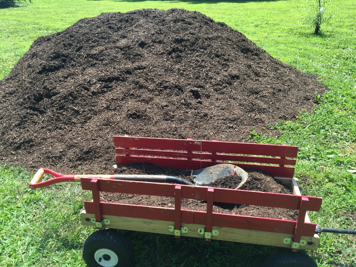 Mulch is great for keeping all-important moisture trapped in—but don't put mulch right on top of the base!