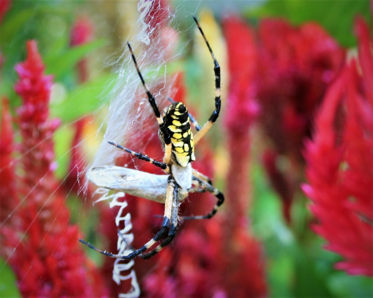 A female yellow garden spider makes her home among our celosia plants, Summer 2021.
