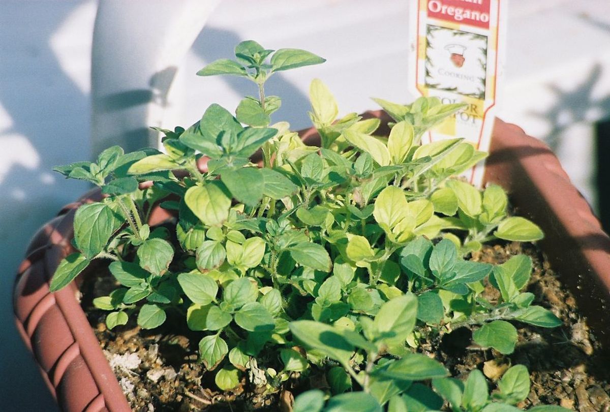 Oregano (Origanum vulgare) growing in a pot.