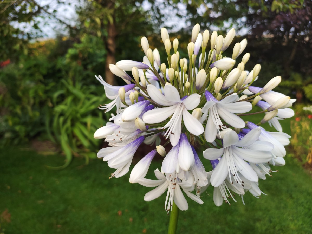 African lilies come in a variety of shades, from deep blue to white, like this gorgeous violet-tinged Agapanthus 'Queen Mum'.